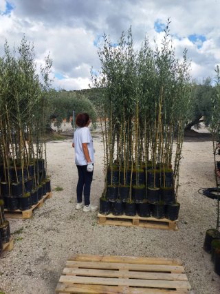 Venta Plantones de Olivo Variedades