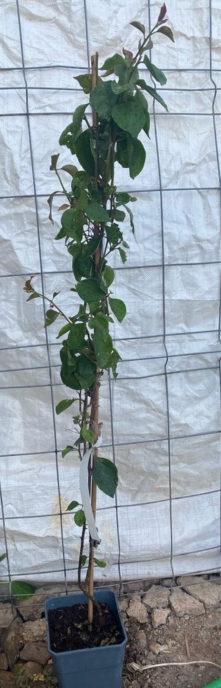 Planta Buganvilla (Bougainvillea)