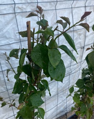 Planta Buganvilla (Bougainvillea)