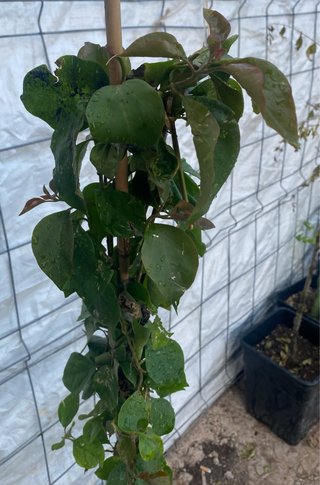 Planta Buganvilla (Bougainvillea)
