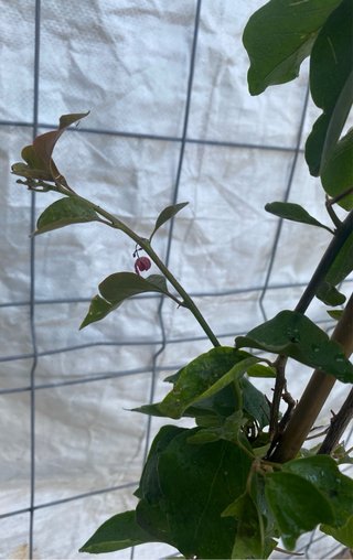 Planta Buganvilla (Bougainvillea)