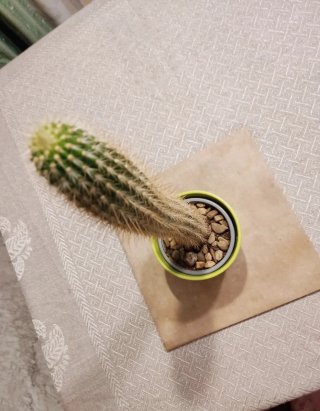 Cactus Columna Dorada + Macetero