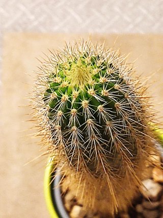 Cactus Columna Dorada + Macetero