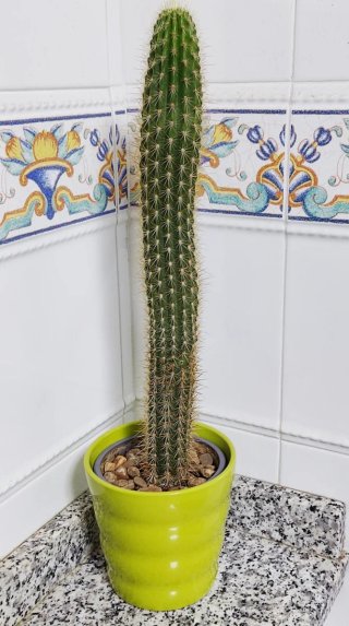 Cactus Columna Dorada + Macetero