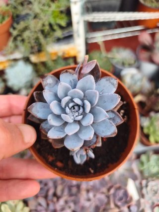 Graptoveria Lulu 8.5cm