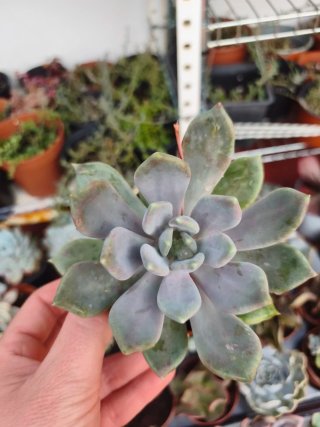 Pachyveria 8.5cm