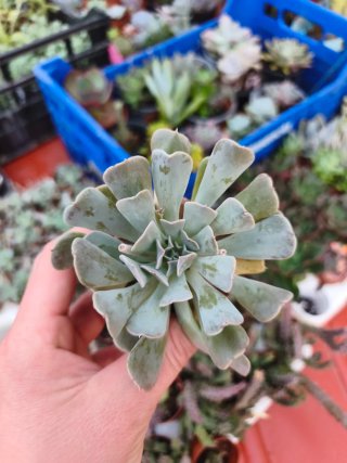 Echeveria 5.5cm