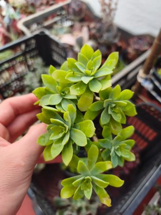 Sedum palmeri 9cm