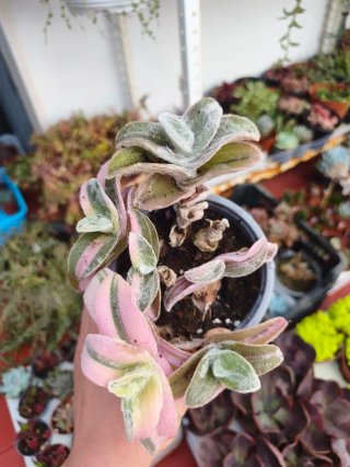 Tradescantia sillamontana variegata 10.5cm