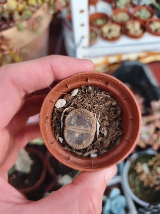 Lithop 5.5cm