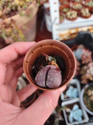Lithop morado 5.5cm