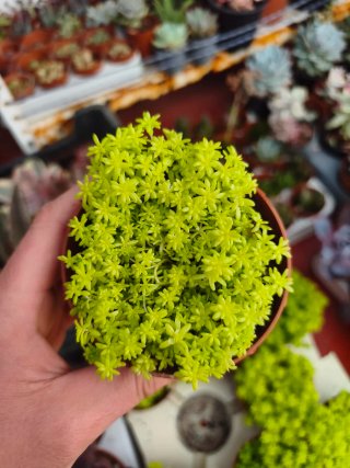 Sedum tokio 8.5cm