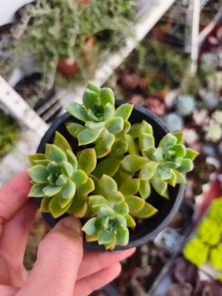 Graptosedum cesar 9cm