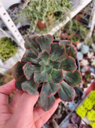 Echeveria red princes 10.5cm