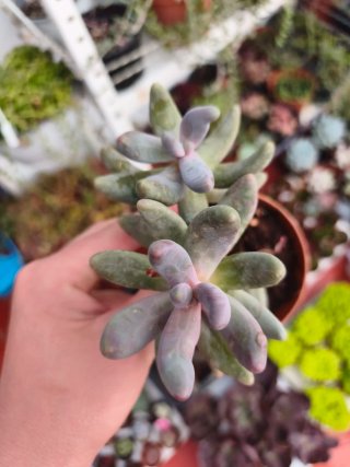 Pachyphytum ganzhou 8.5cm