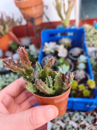 Stapelia 5.5cm planta suculenta