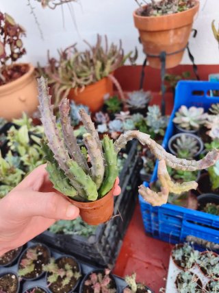Stapelia 5.5cm planta suculenta