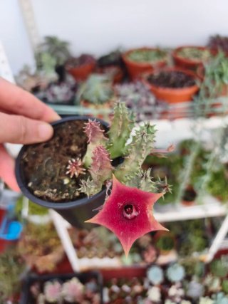 Huernia Pink eye 9cm