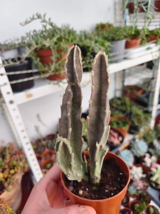 Stapelia 8.5cm