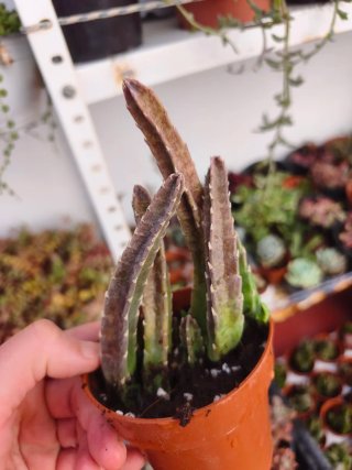Stapelia 8.5cm