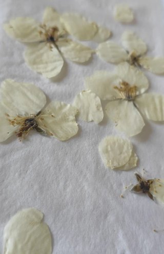 Pendientes #Celinda natural