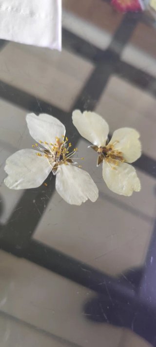 Pendientes #Celinda natural