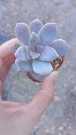 Graptopetalum Superbum 5.5 cm