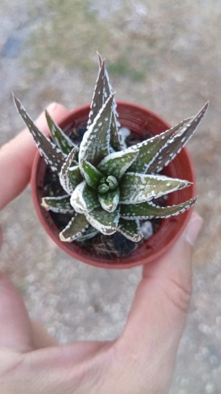 Planta Haworthia 5.5 cm
