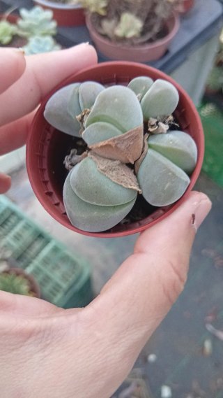 Planta Lithops Ginbaeum Dispar 5.5 cm