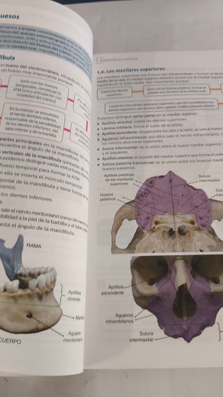 Técnicas Odontológica/Estomatológica - 9788413215808