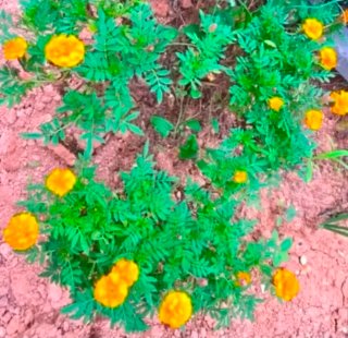 20 Semillas Tagetes Clavel del Moro Naranja