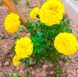 20 Semillas Tagetes Amarillos Pompón clavel moro