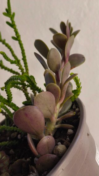 4 Suculentas en maceta 13 cm