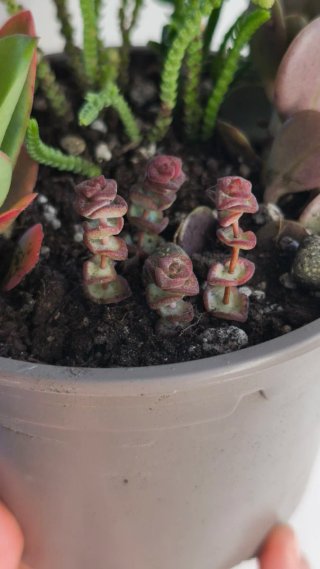 4 Suculentas en maceta 13 cm