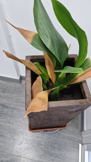 Maceta alta grande 110L