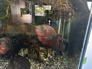 Acuario 600L Agua Dulce Equipado