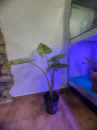 Alocasia Macrorrhiza Splash