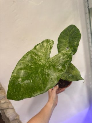 Alocasia Macrorrhiza Splash