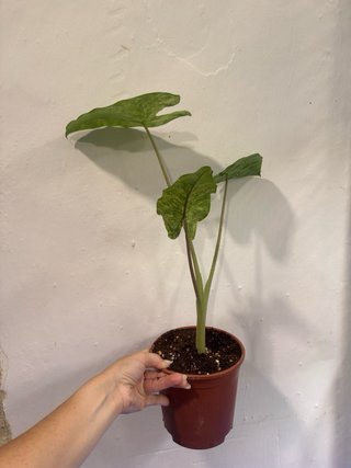 Alocasia Macrorrhiza Splash