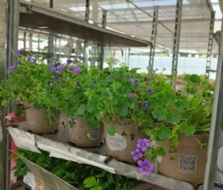 Piante per l'estate - 1€