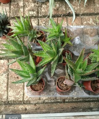 Piante per l'estate - 1€