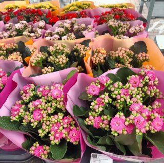 Piante per l'estate - 1€