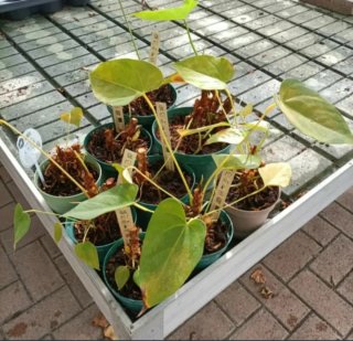 Piante per l'estate - 1€
