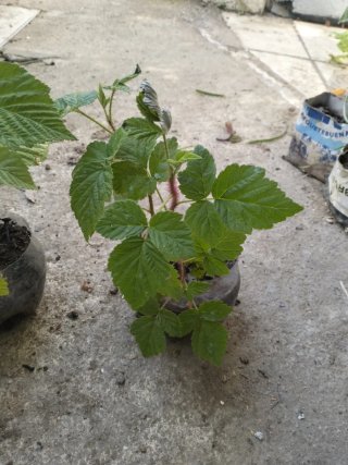 Últimas plantas de frambuesas en macetas.