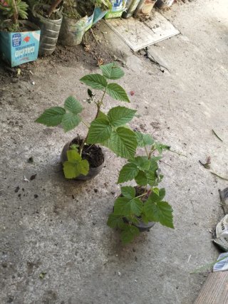 Últimas plantas de frambuesas en macetas.