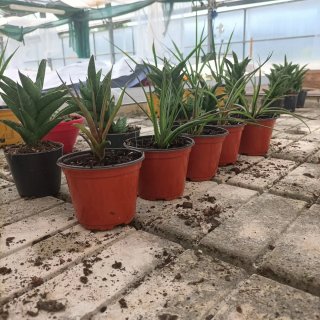 Tillandsia Cyanea Pianta