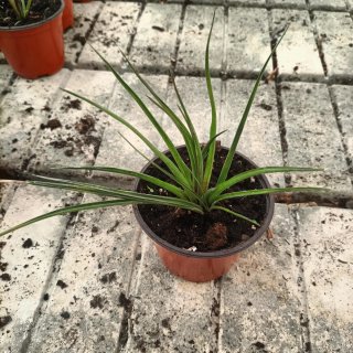 Tillandsia Cyanea Pianta