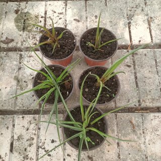 Tillandsia Cyanea Pianta
