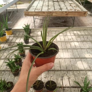 Tillandsia Cyanea Pianta