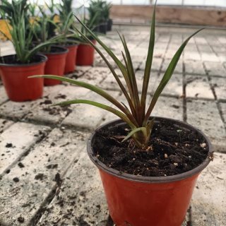 Tillandsia Cyanea Pianta